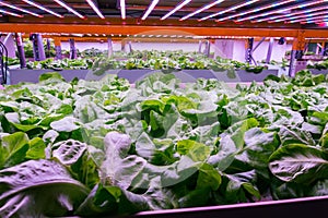 Aquaponics system combines fish aquaculture with hydroponics, cultivating lettuce plants in water, artificial lighting