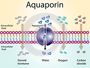 Aquaporin channel, an integral membrane proteins. Water molecules movement