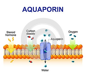 Aquaporin is integral membrane proteins