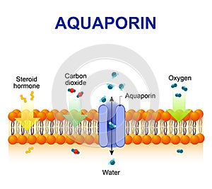 Aquaporin is integral membrane proteins photo