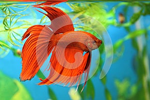 Aquarian fish Betta splendens