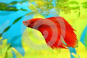 Aquarian fish Betta splendens