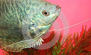 Aquarian fish marble gurami Trichogaster trichopte