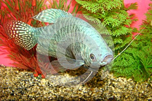 Aquarian fish Trichogaster trichopterus