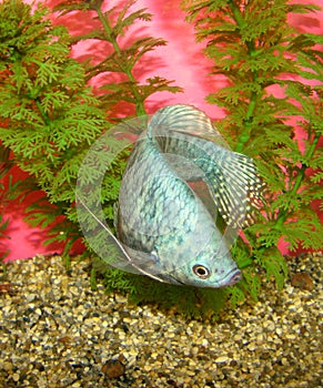 Aquarian fish Trichogaster trichopterus