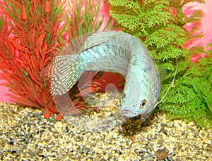 Aquarian fish Trichogaster trichopterus