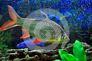 Aquarian small fish