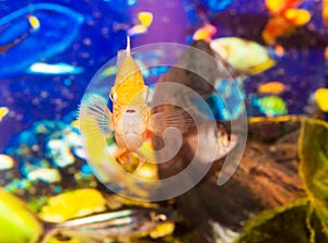 Aquarian small fish
