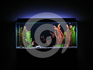 Aquarium img