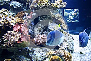 Aquarium