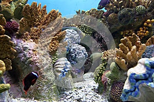 Aquarium 2