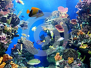 Acquario 