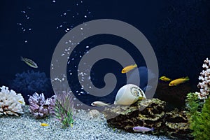 Acquario 