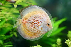 Aquarium photo