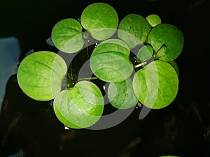 Aquarium, acuatic plant