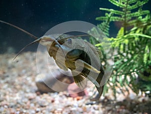 Aquarium fish is about the camera photo