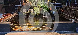Aquarium, art, living organism photo