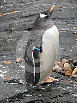 Aquarium in Bergen - penguin