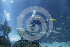 Aquarium biologists scuba divers in an aquarium photo