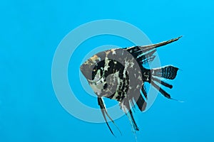 Aquarium black and white fish scalaria on a blue background