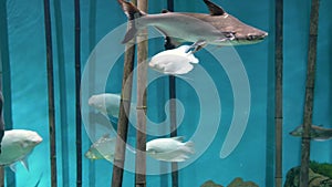 Aquarium. Blue background. Bamboo. White fish swim, little shark