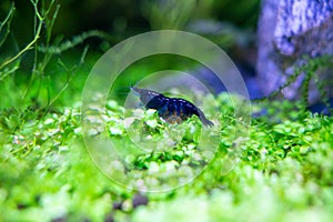 Aquarium blue dream shrimp in plant aquascape photo