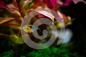 Aquarium blue dream shrimp in plant aquascape photo