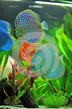 Aquarium - blue tropical discus fish