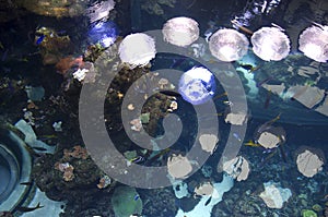 Aquarium in California Academy of Sciences