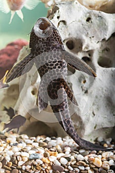 Aquarium catfish closeup