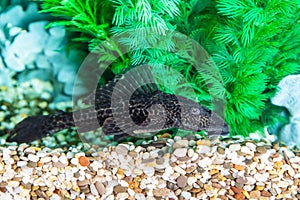 Aquarium catfish Hypostomus plecostomus closeup