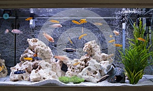 Aquarium with cichlids fish
