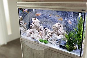 Aquarium with cichlids fish