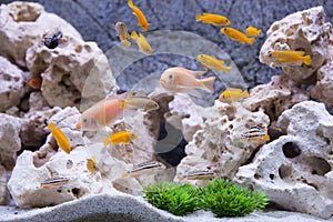 Aquarium with cichlids fish