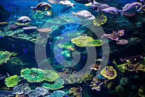Aquarium with colorful corel and fish photo