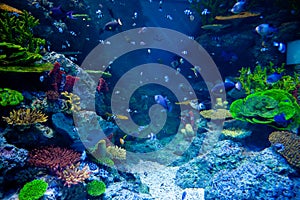 Aquarium with colorful tropical fish and beautiful corals