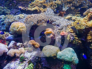 Aquarium coral reef and small fish.