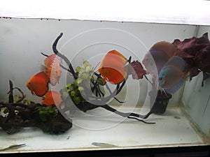 Aquarium discus fishes in fish tank in tropical climate