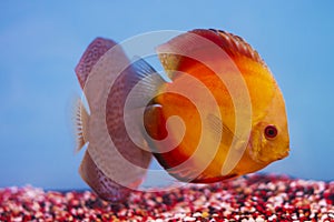 Aquarium - Discus freshwater aquarium fish
