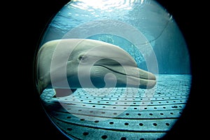 Aquarium dolphin underwater looking at you