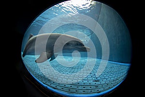 Aquarium dolphin underwater looking at you