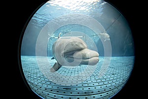 Aquarium dolphin underwater looking at you