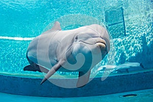 Aquarium dolphin underwater looking at you