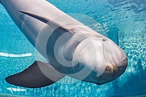 Aquarium dolphin underwater looking at you