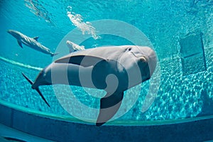 Aquarium dolphin underwater looking at you