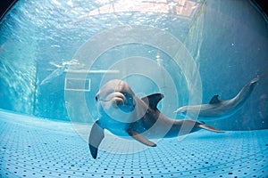 Aquarium dolphin underwater looking at you