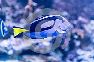 Aquarium egzotic blue fish