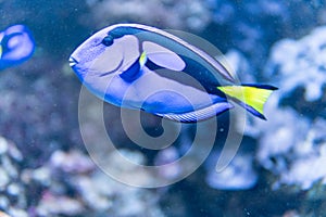 Aquarium egzotic blue fish