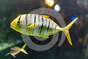 Aquarium egzotic fish