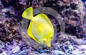 Aquarium egzotic fish